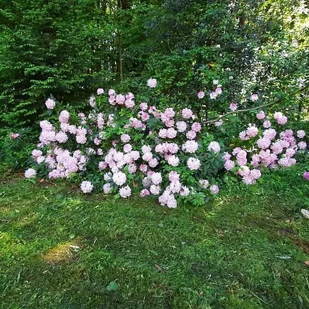 Traumhaus Im Wald 아파트